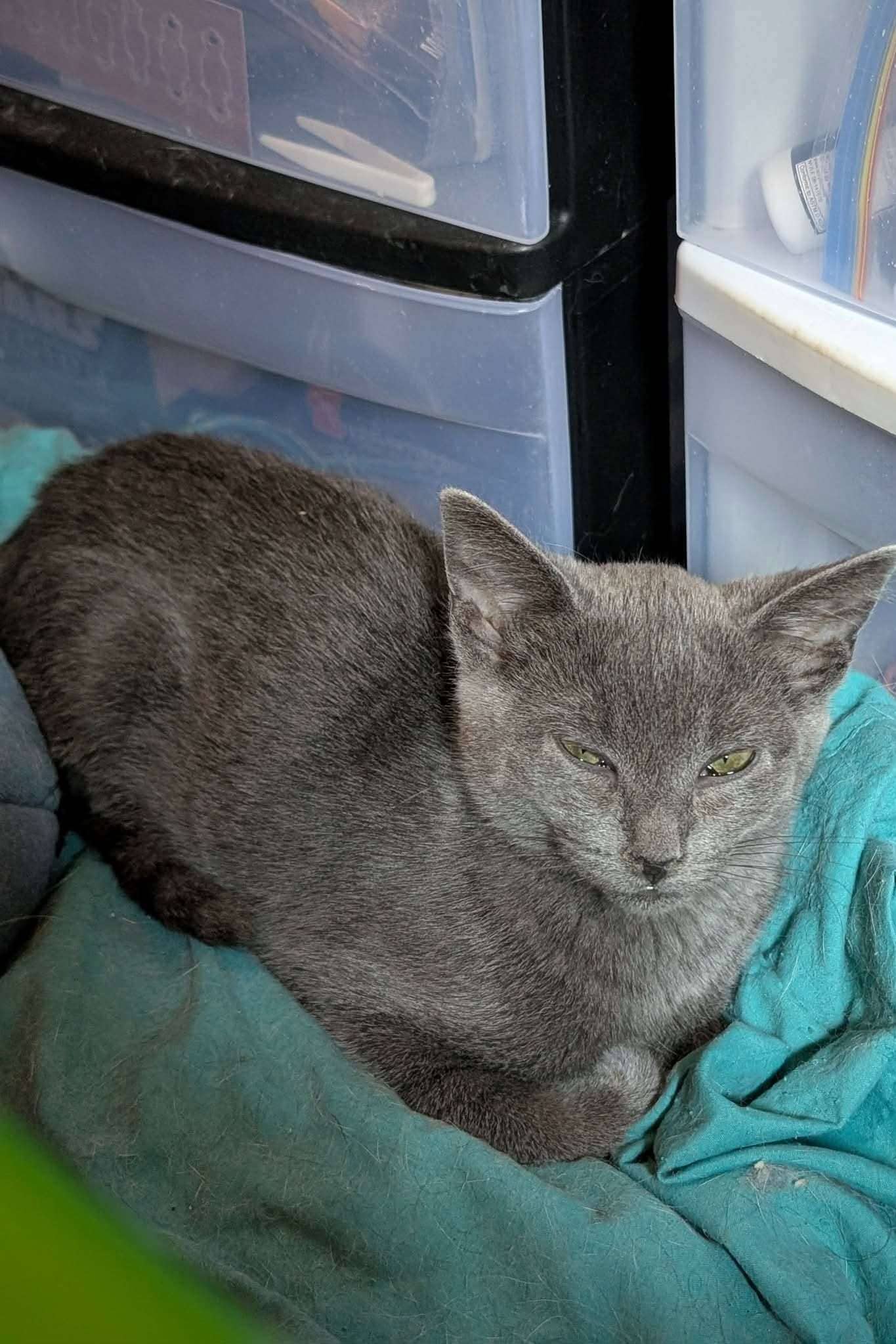 Shen - Domestic Shorthair available for adoption