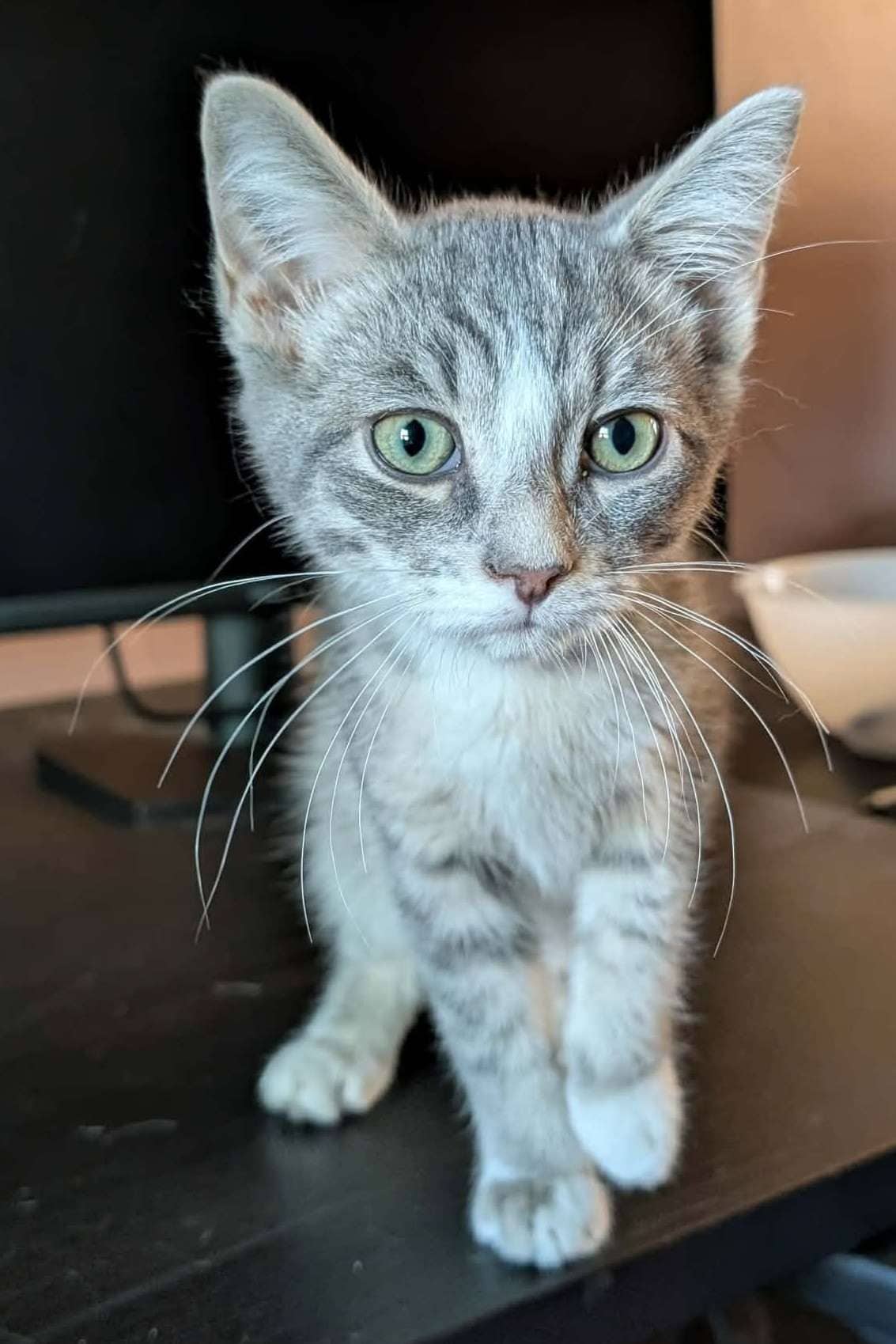 Zed - Domestic Shorthair available for adoption