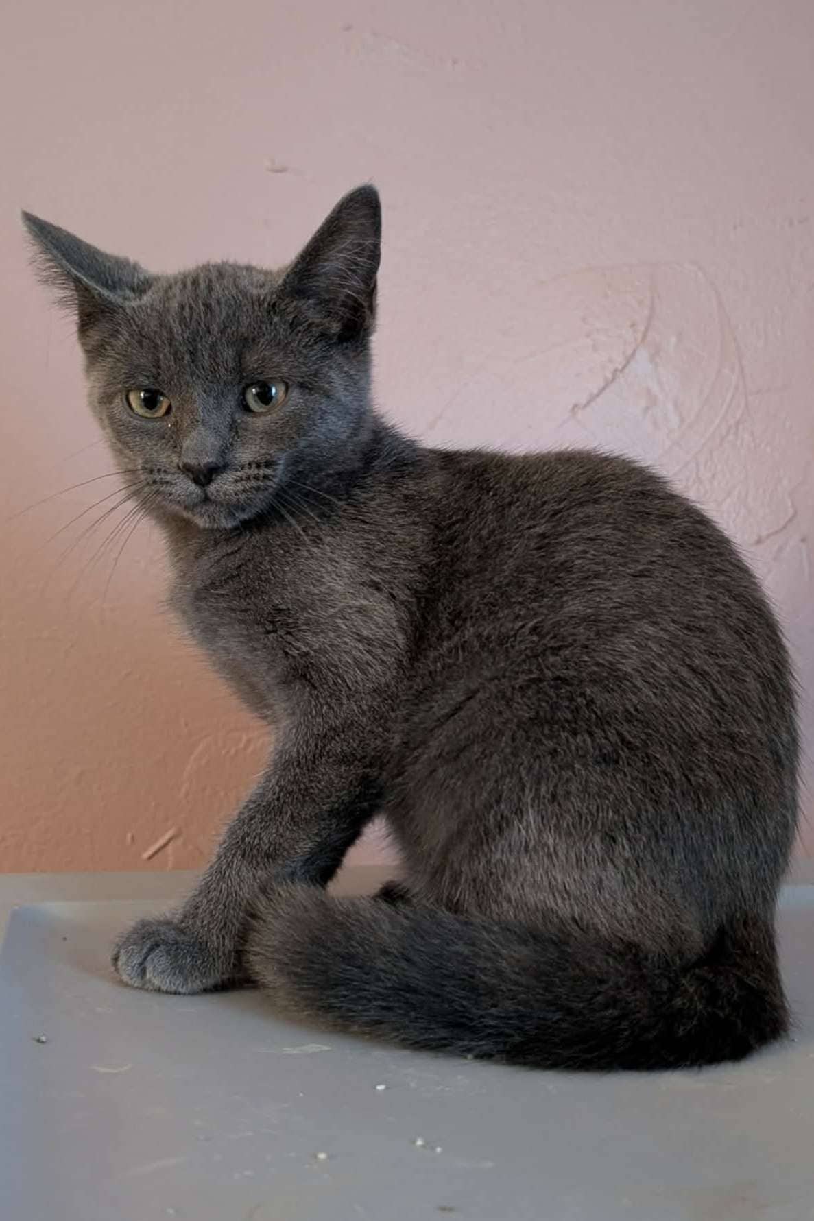 Ambessa - Domestic Shorthair available for adoption