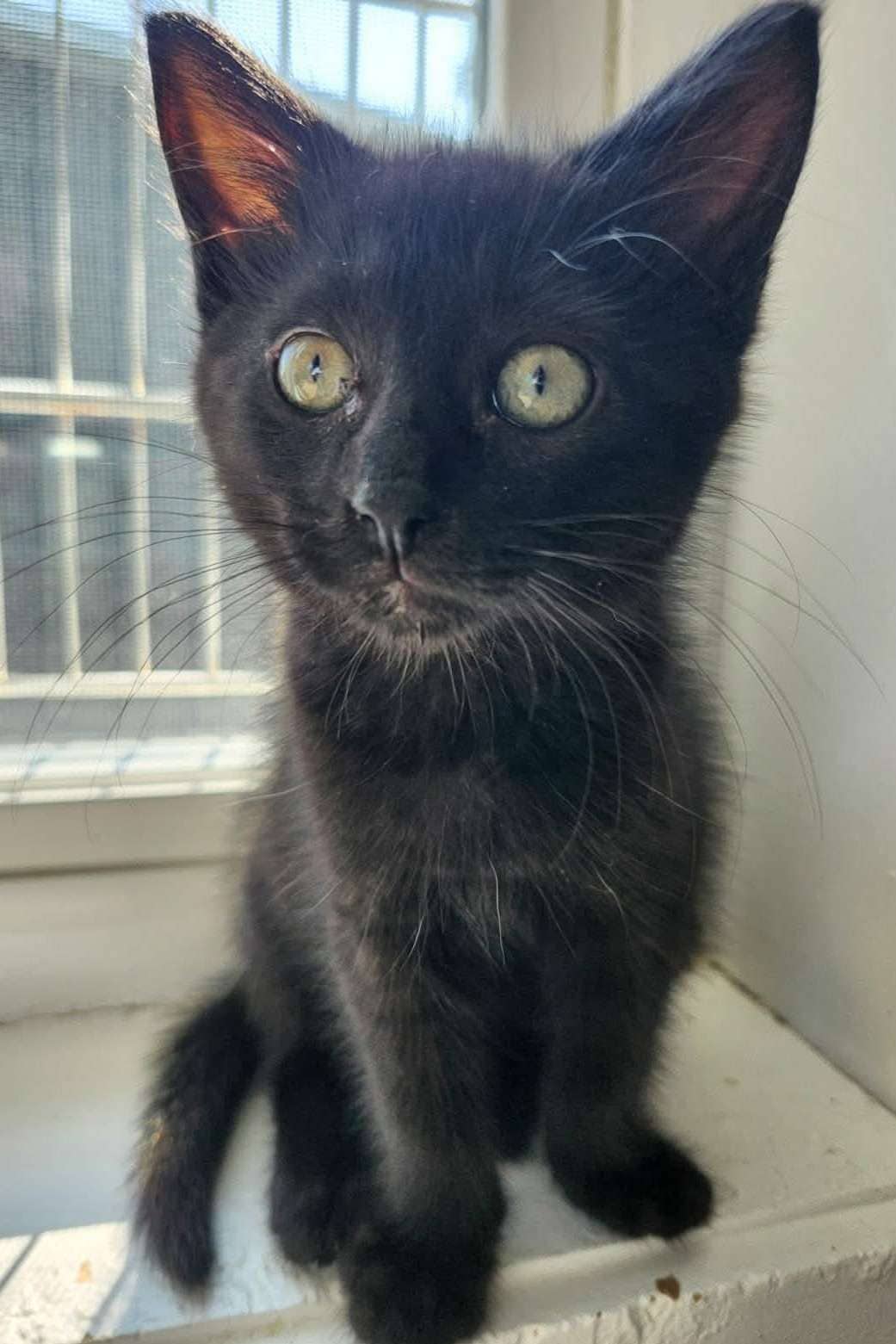 Honey - Domestic Shorthair cat available for adoption at Furry Tales Cat Rescue in Ottawa