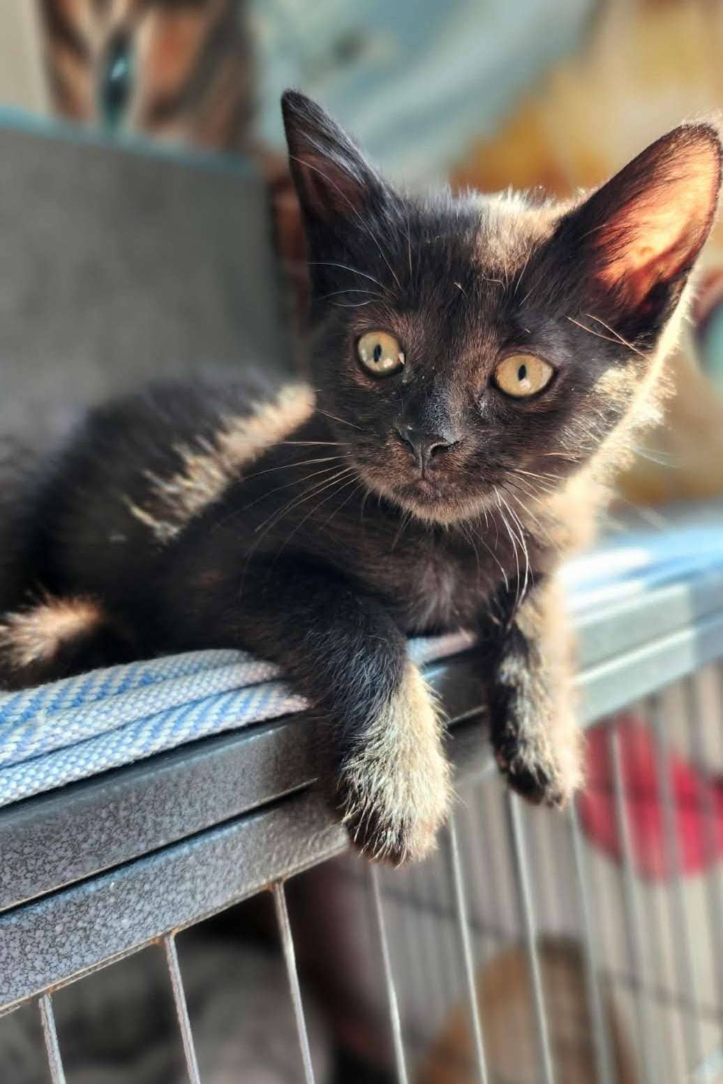 Whisper - Domestic Shorthair cat available for adoption at Furry Tales Cat Rescue in Ottawa