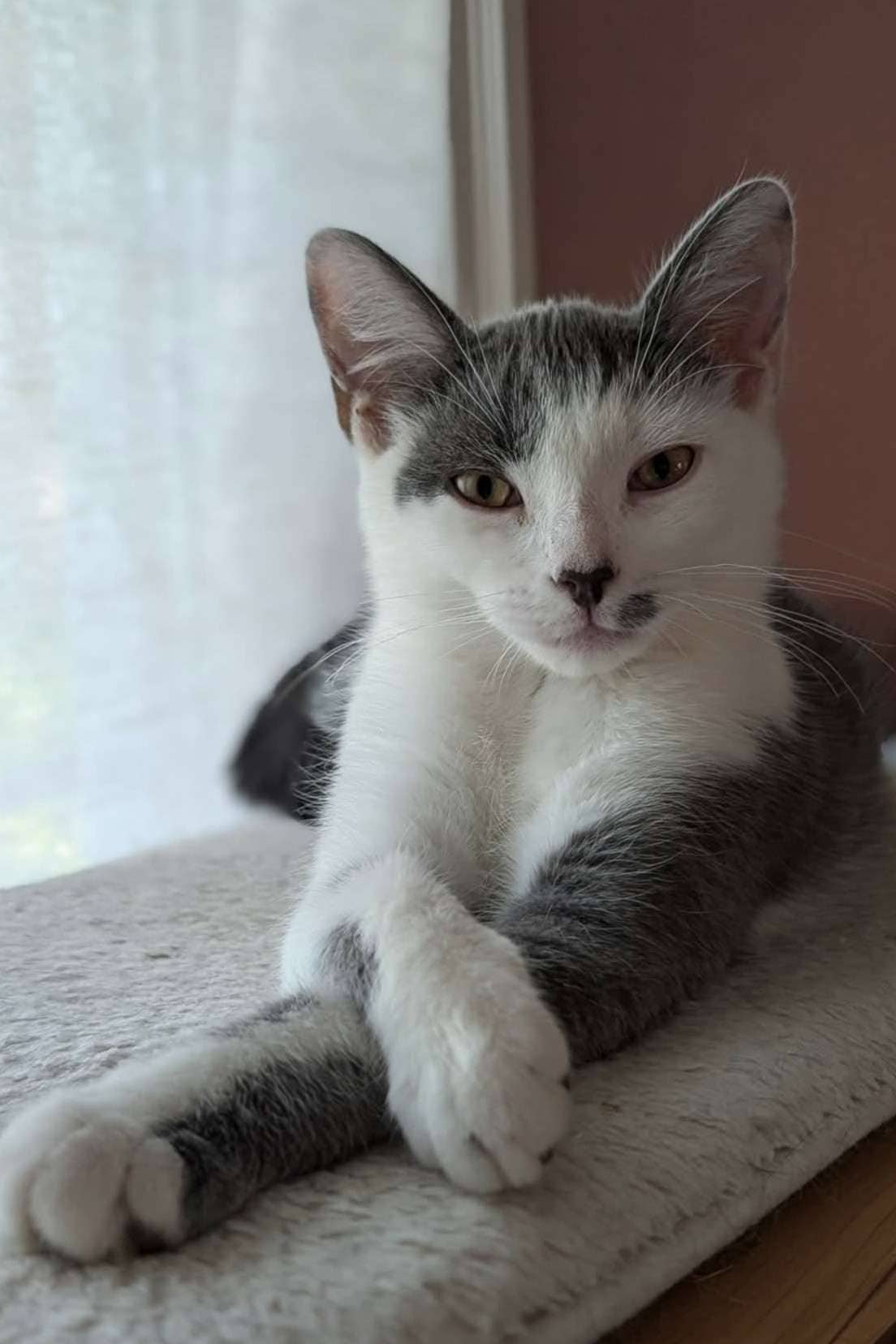Kennen - Domestic Shorthair available for adoption