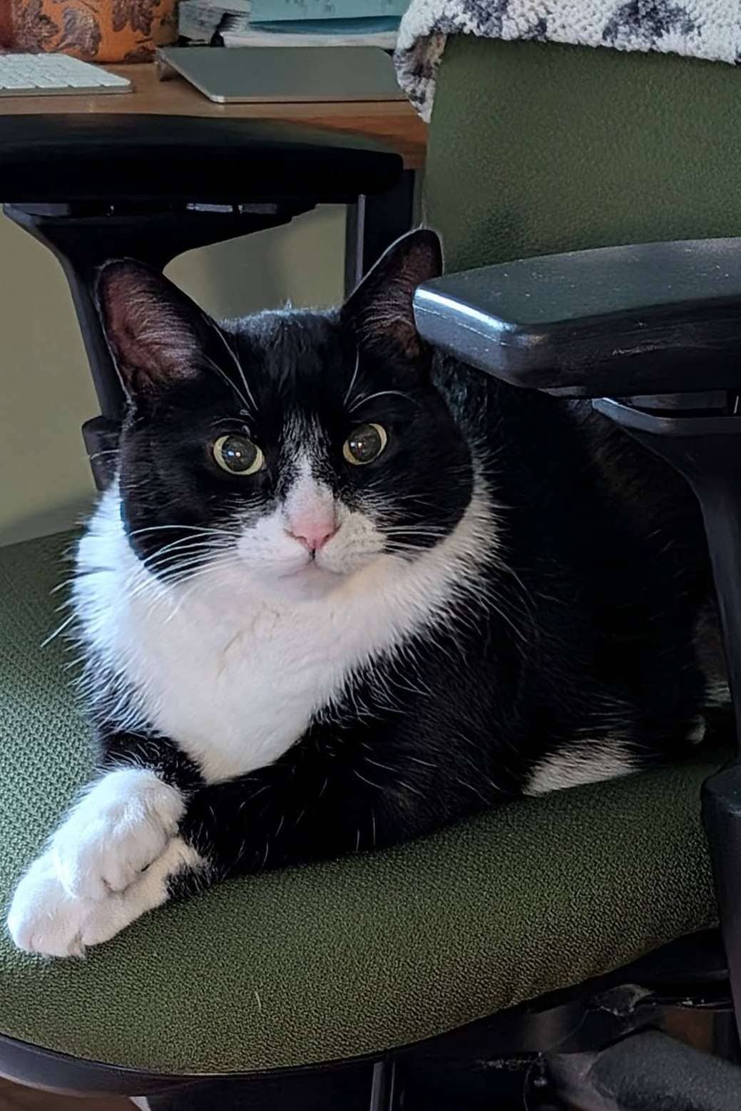 Astro - Domestic Shorthair available for adoption