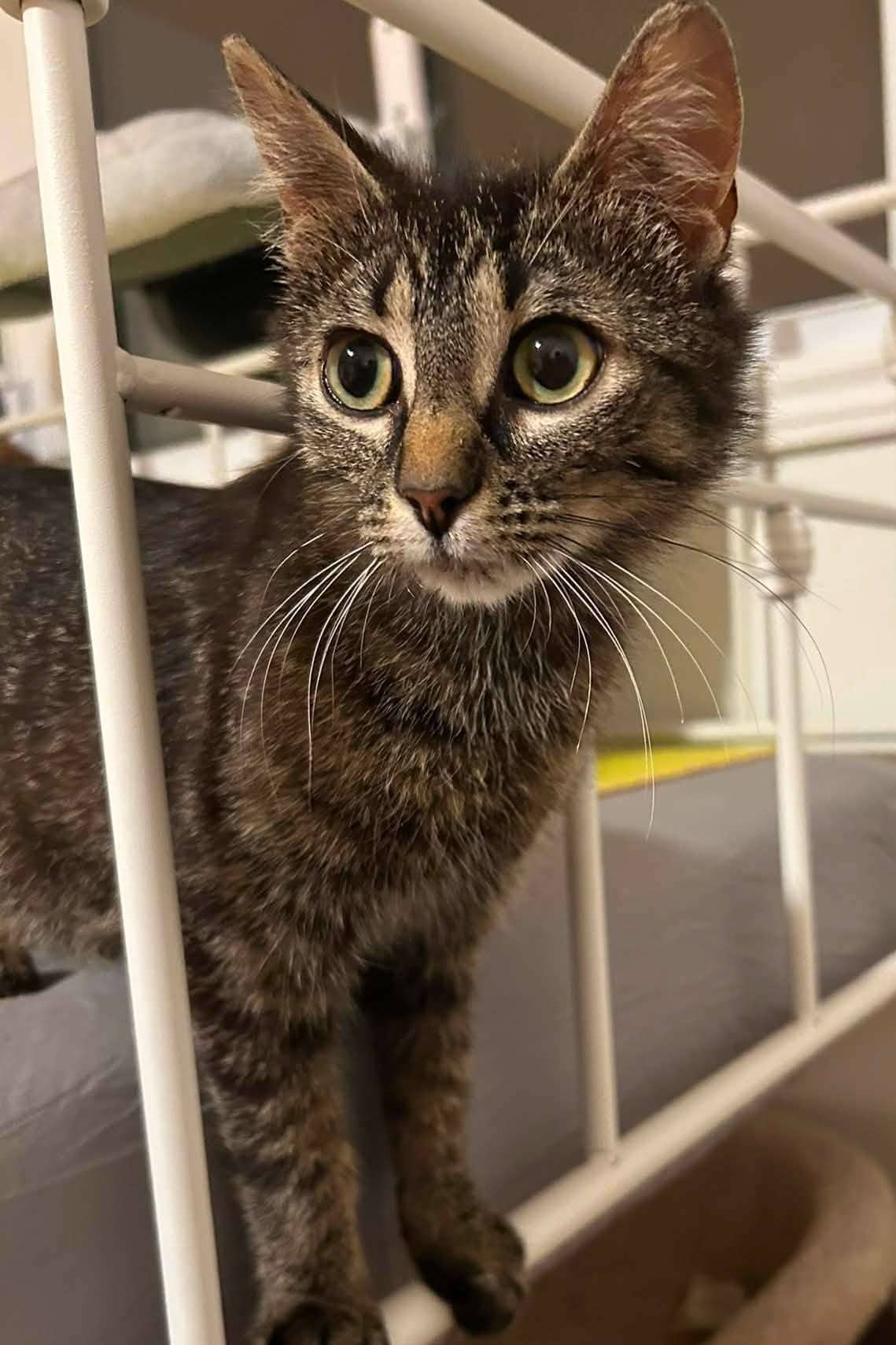 Azalea - Domestic Shorthair available for adoption