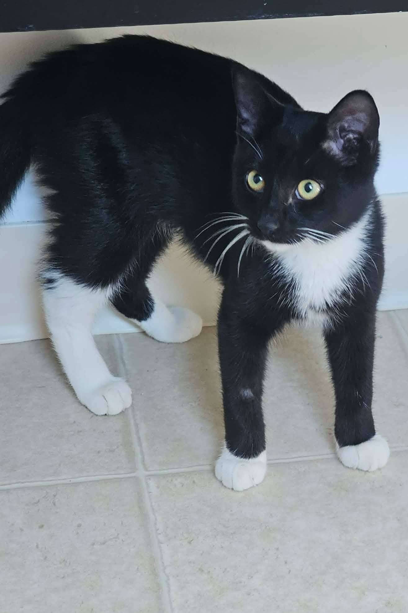 Duchess Charlene - Domestic Shorthair cat available for adoption at Furry Tales Cat Rescue in Ottawa