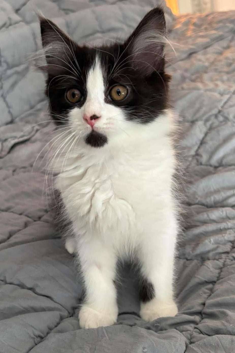 Jellybean - Domestic Shorthair cat available for adoption at Furry Tales Cat Rescue in Ottawa