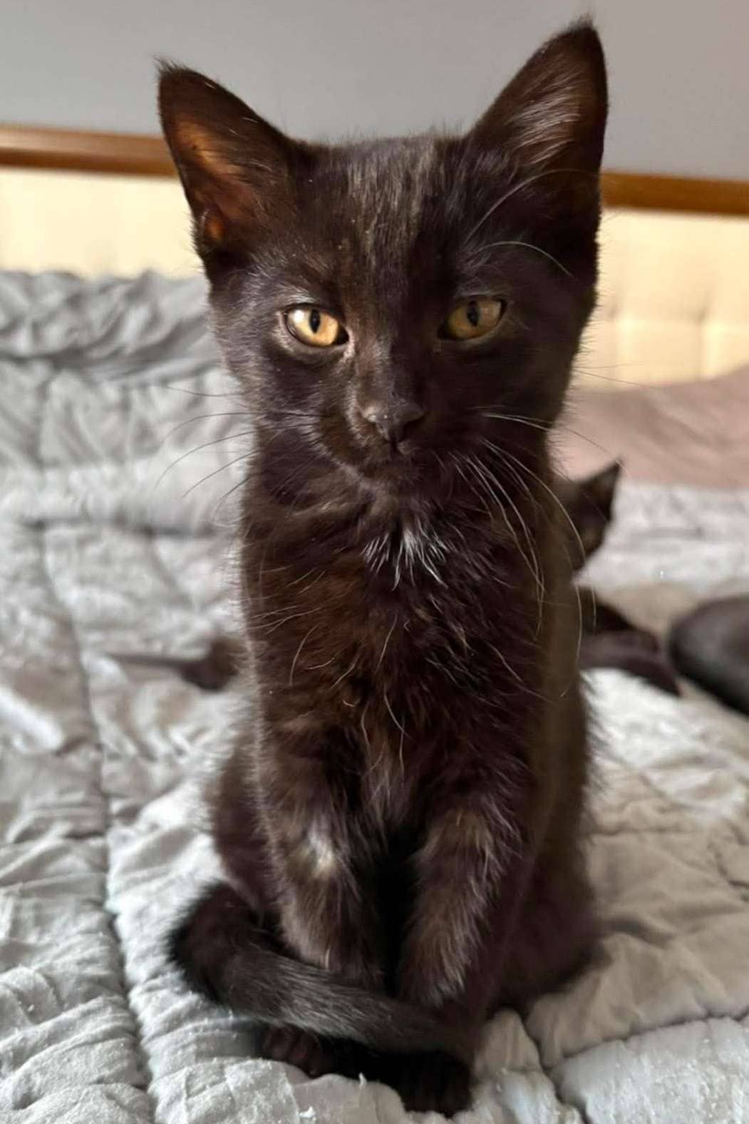 Gigi - Domestic Shorthair cat available for adoption at Furry Tales Cat Rescue in Ottawa