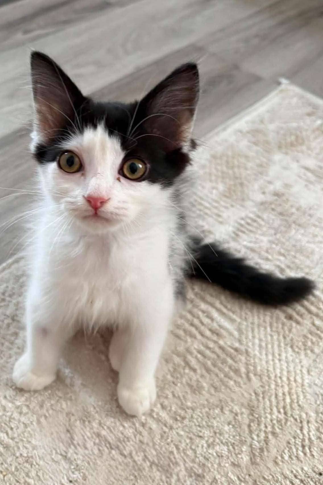 JubeJube - Domestic Shorthair cat available for adoption at Furry Tales Cat Rescue in Ottawa