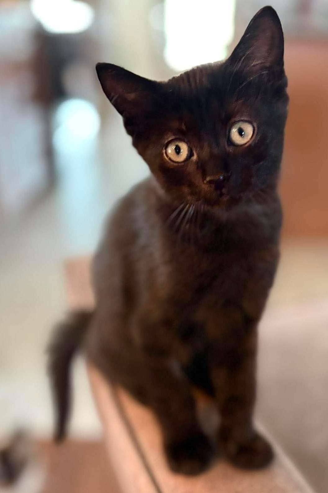 Cadbury - Domestic Shorthair cat available for adoption at Furry Tales Cat Rescue in Ottawa