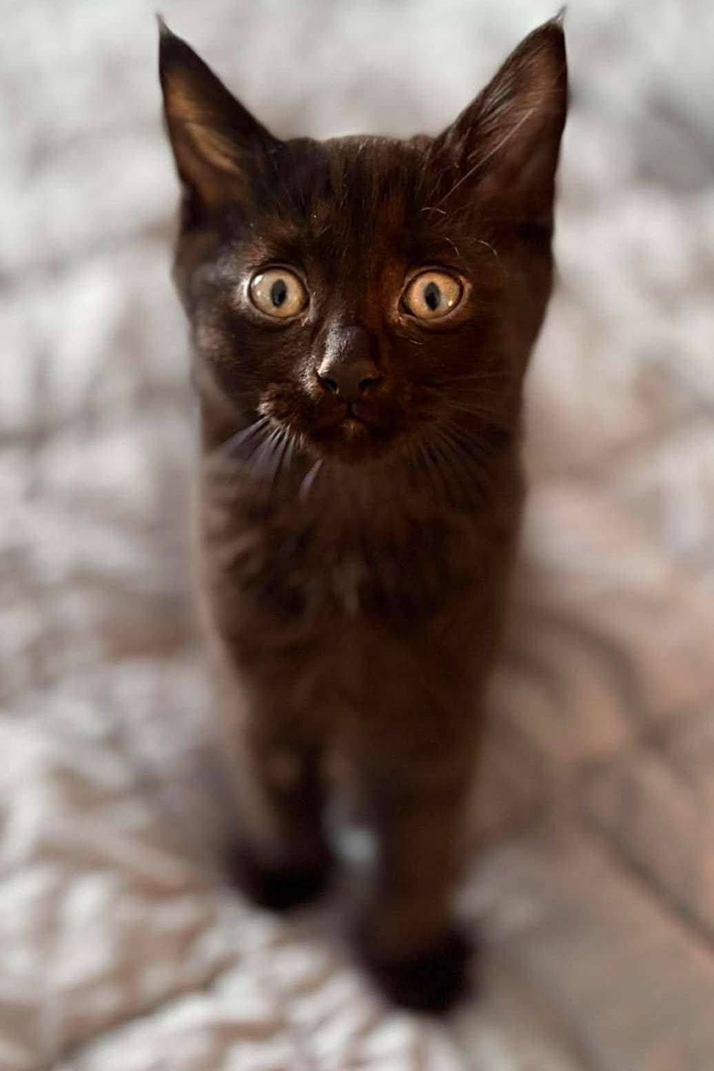 KitKat - Domestic Shorthair cat available for adoption at Furry Tales Cat Rescue in Ottawa