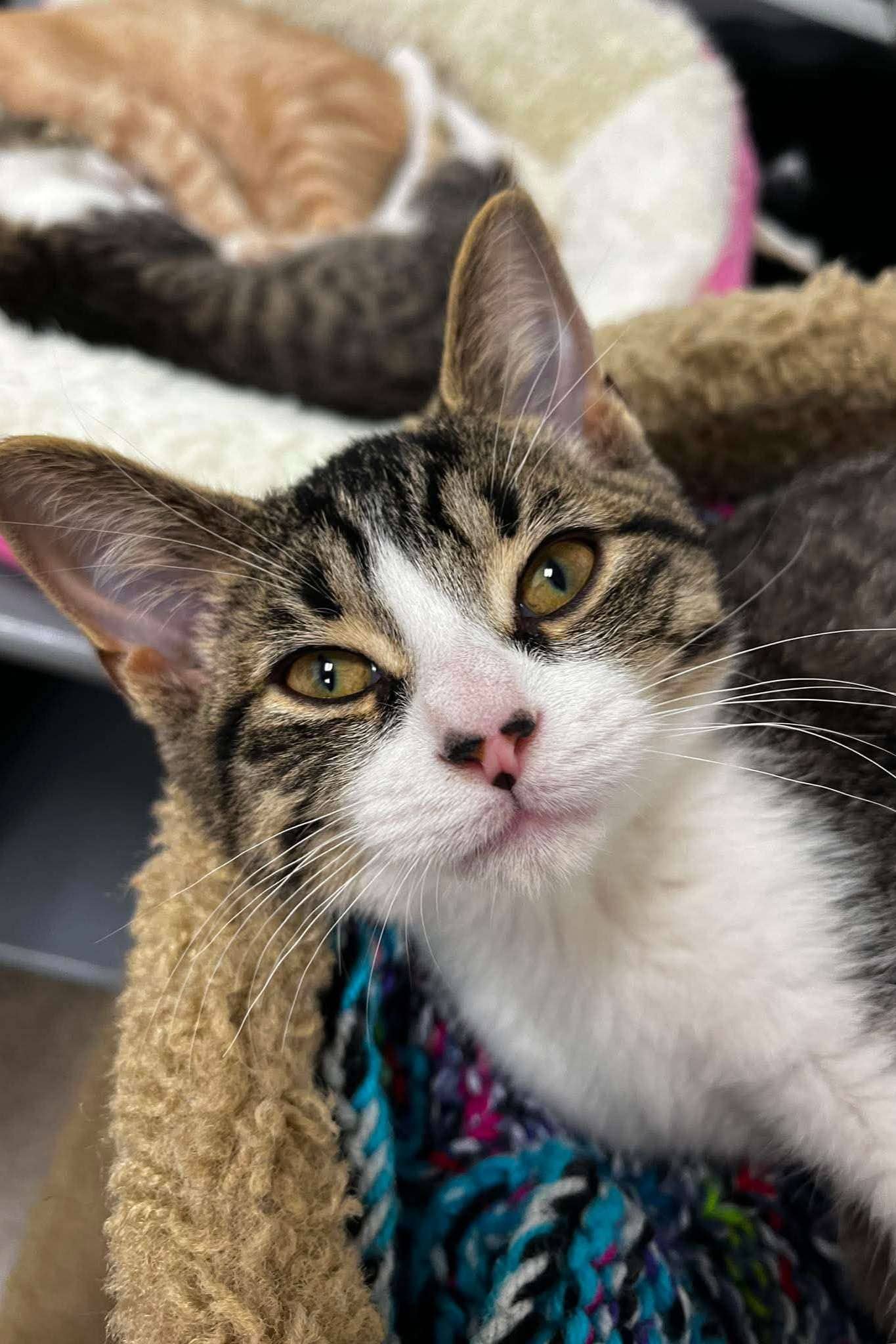 Gummy Bear - Domestic Shorthair cat available for adoption at Furry Tales Cat Rescue in Ottawa