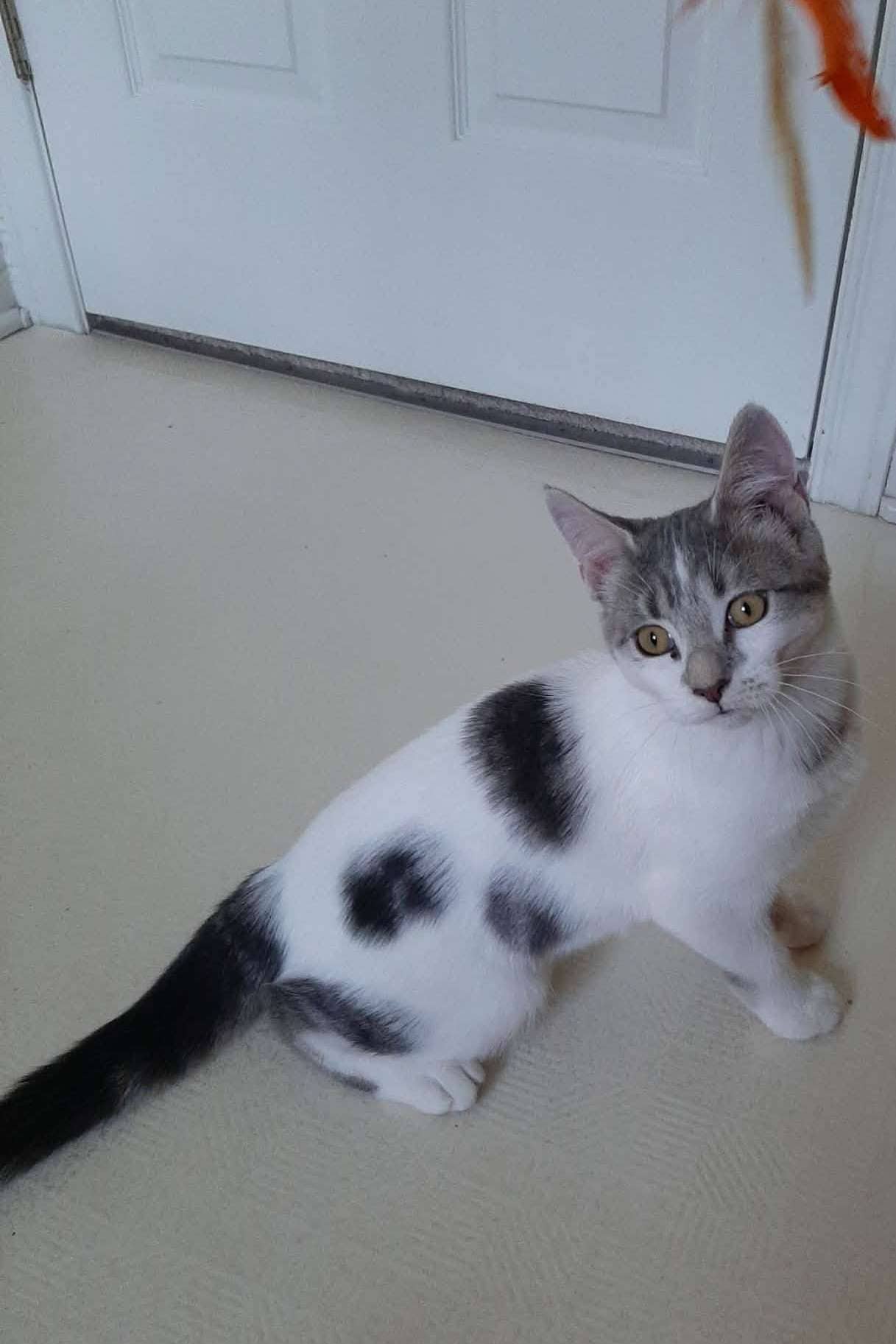 Elly - Domestic Shorthair cat available for adoption in Ontario
