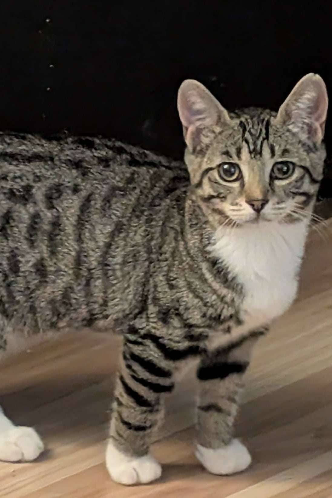 Gin - Domestic Shorthair cat available for adoption at Furry Tales Cat Rescue in Ottawa