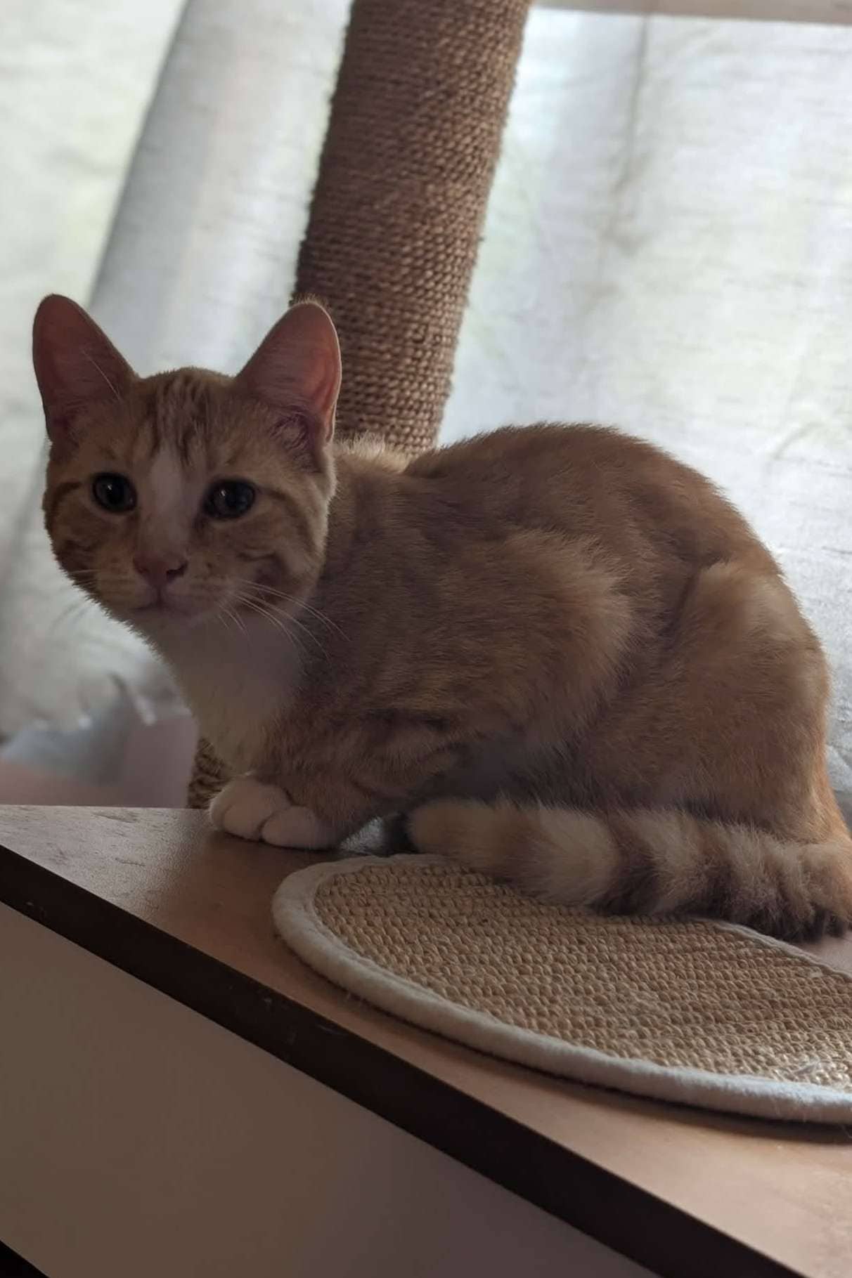 Juice - Domestic Shorthair cat available for adoption at Furry Tales Cat Rescue in Ottawa