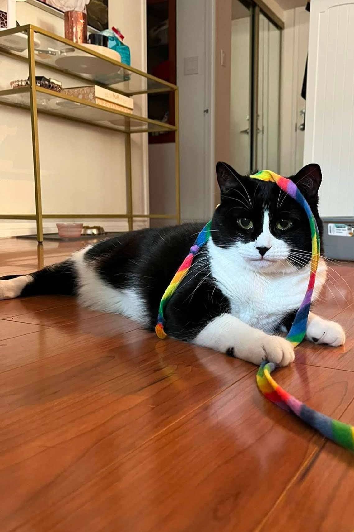 Bluenote - Domestic Shorthair available for adoption