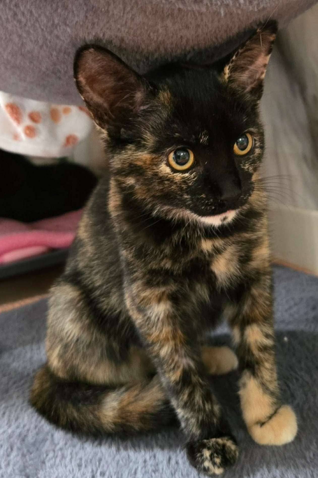 Broccoli - Domestic Shorthair cat available for adoption at Furry Tales Cat Rescue in Ottawa