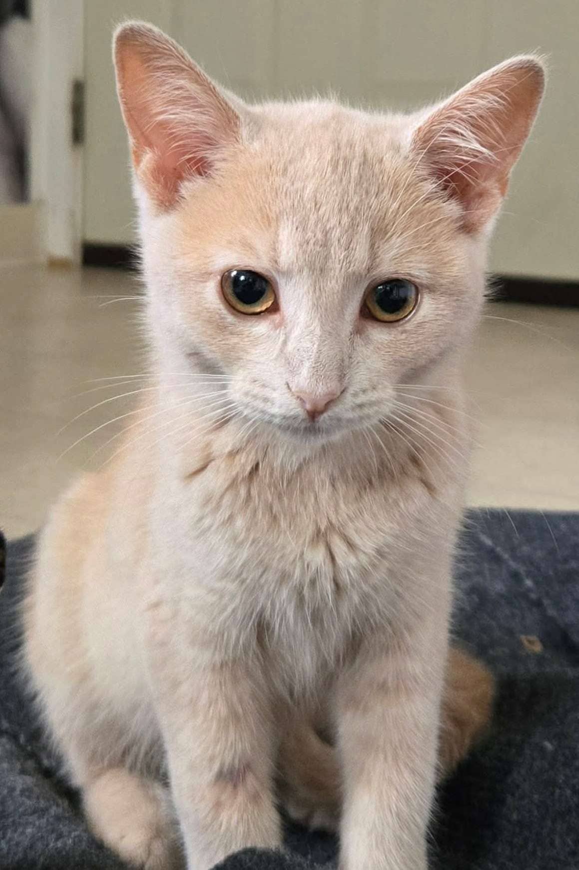 Melon - Domestic Shorthair cat available for adoption at Furry Tales Cat Rescue in Ottawa