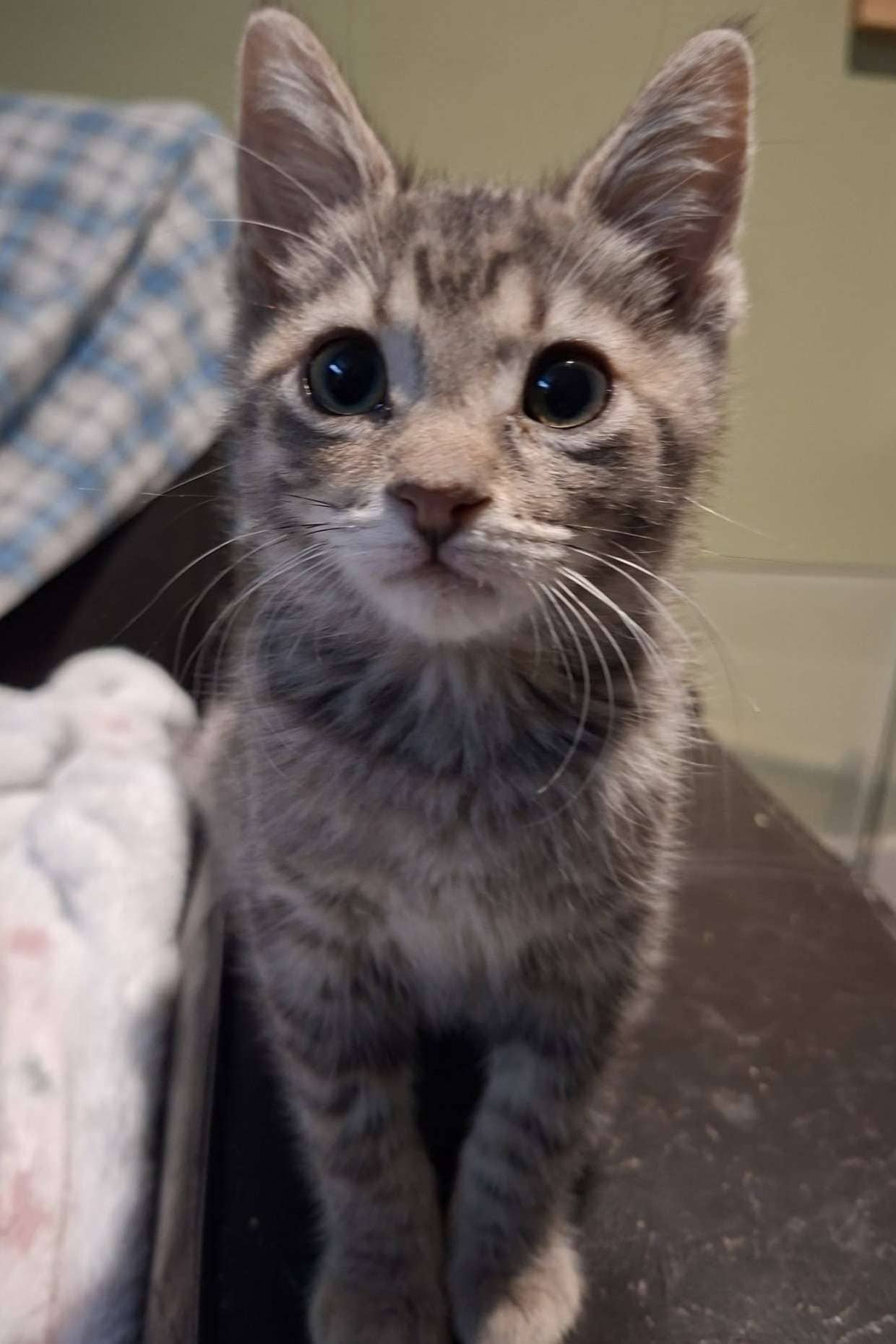 Sally Vinegar - Domestic Shorthair cat available for adoption at Furry Tales Cat Rescue in Ottawa