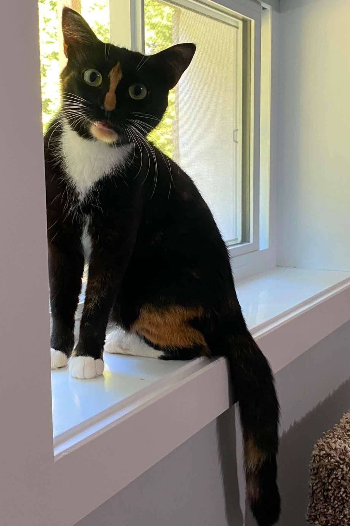 Sally - Domestic Shorthair cat available for adoption at Furry Tales Cat Rescue in Ottawa
