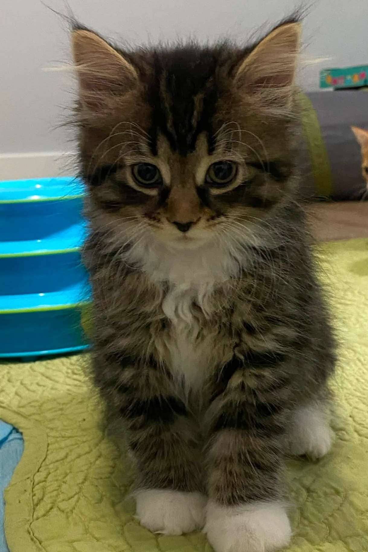 Shock - Domestic Shorthair cat available for adoption at Furry Tales Cat Rescue in Ottawa