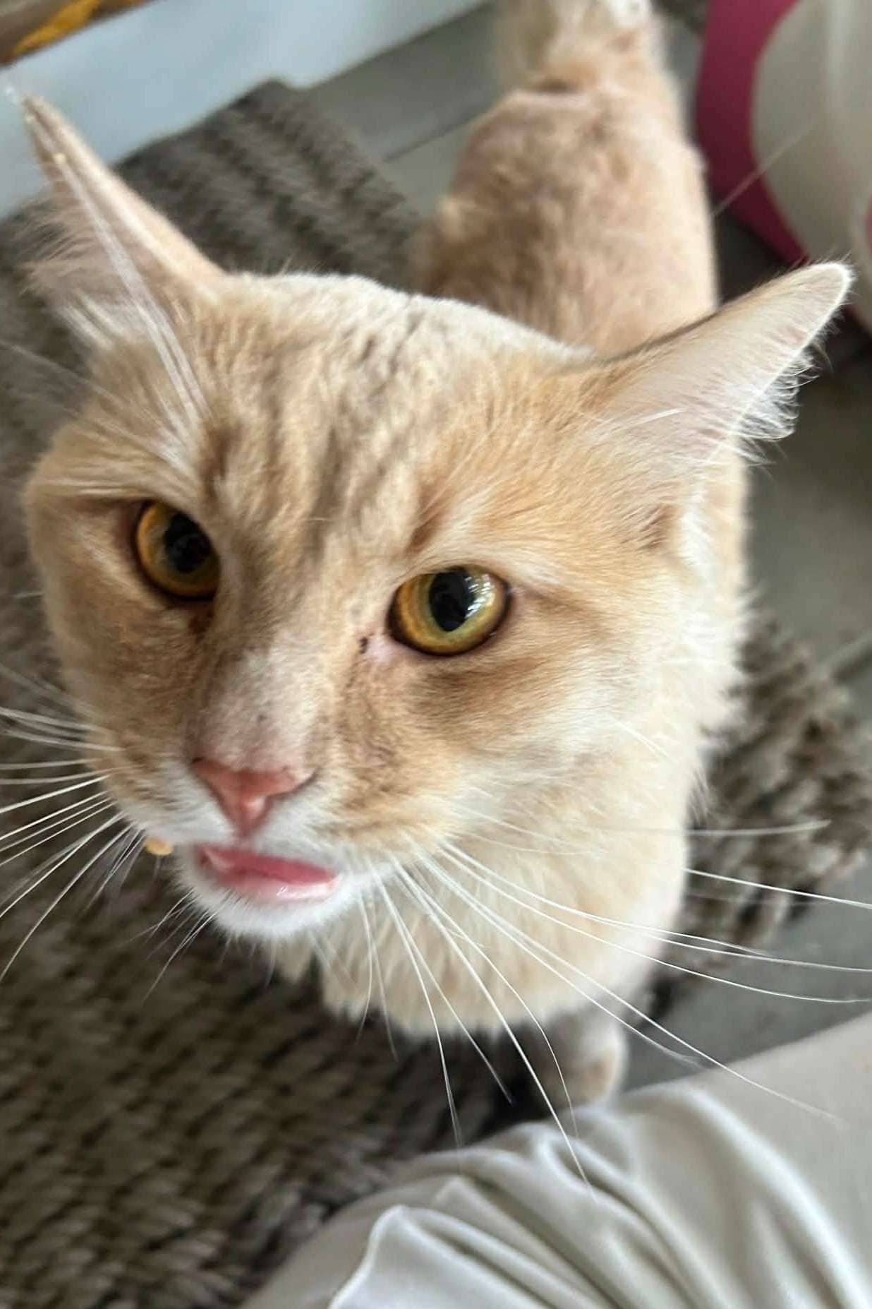 Leo - Domestic Shorthair cat available for adoption at Furry Tales Cat Rescue in Ottawa