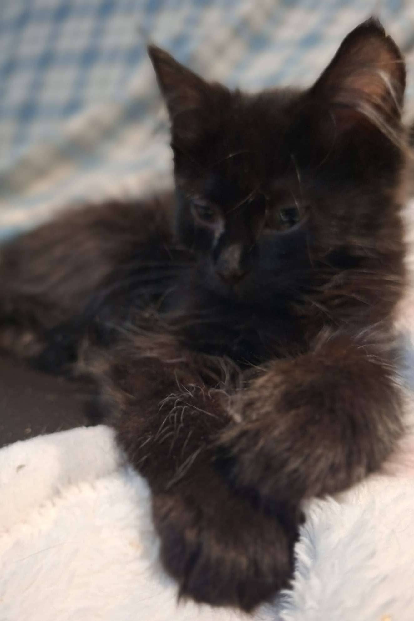 Chimken - Domestic Shorthair cat available for adoption at Furry Tales Cat Rescue in Ottawa