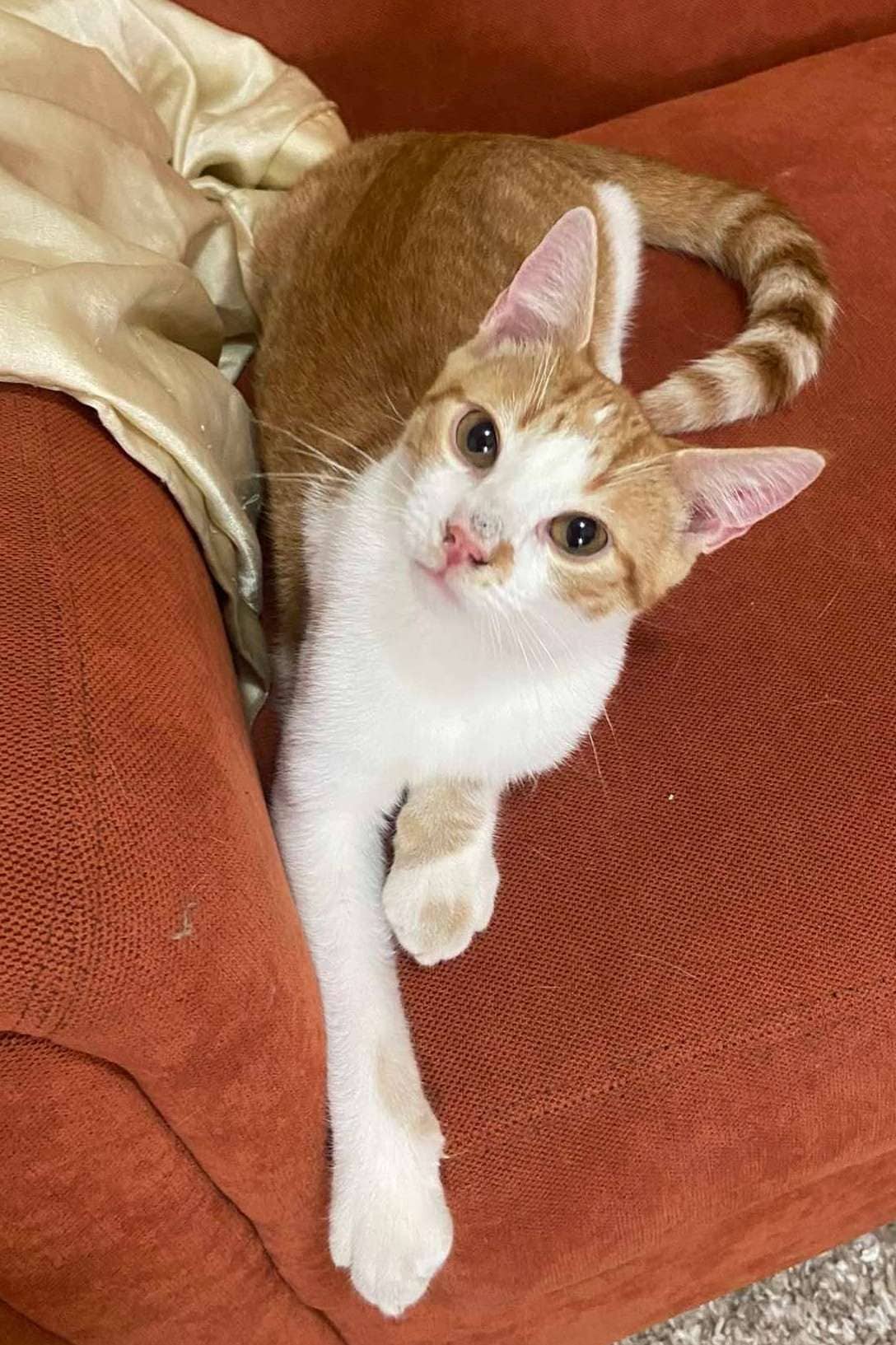 Tim - Domestic Shorthair cat available for adoption at Furry Tales Cat Rescue in Ottawa