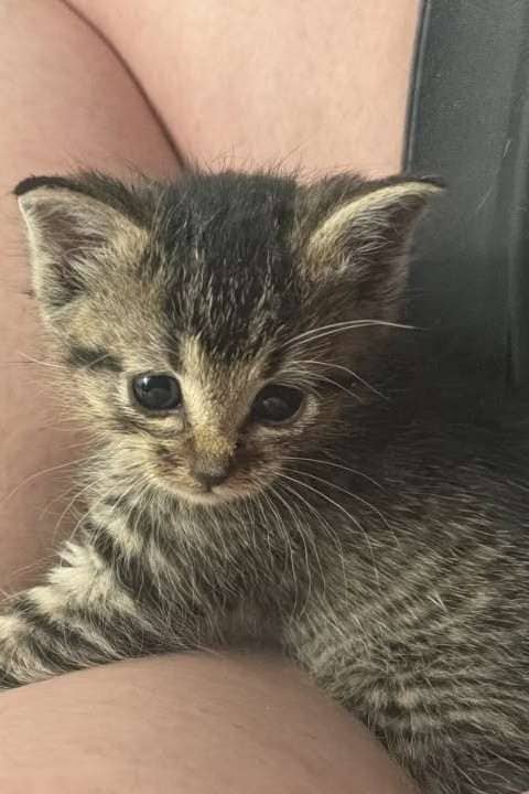 Helen - Domestic Shorthair cat available for adoption at Furry Tales Cat Rescue in Ottawa
