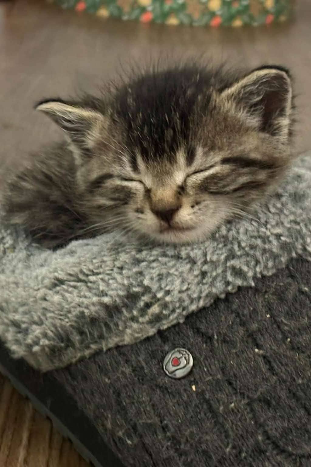 Artemis - Domestic Shorthair cat available for adoption at Furry Tales Cat Rescue in Ottawa