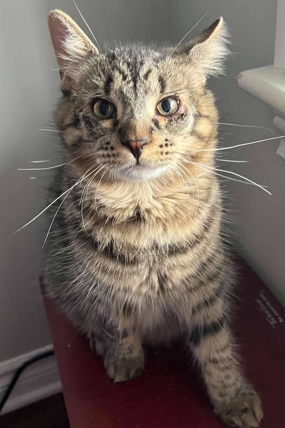 Micah - Domestic Shorthair cat available for adoption at Furry Tales Cat Rescue in Ottawa