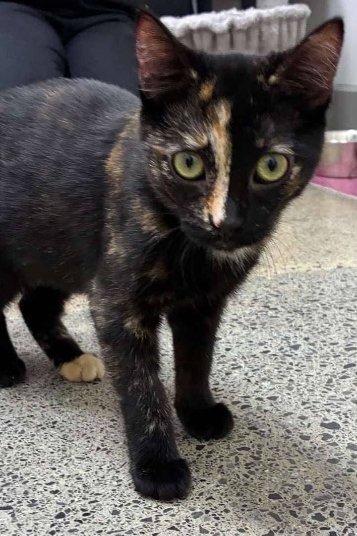 Cool Ranch Dorita - Domestic Shorthair available for adoption