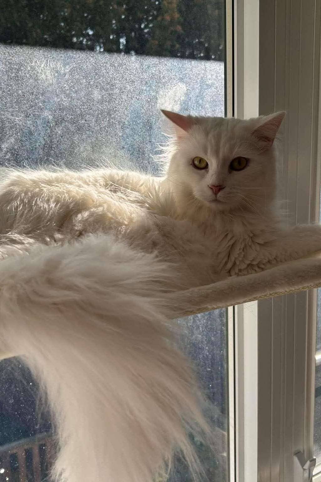 Lucky - Domestic Shorthair cat available for adoption at Furry Tales Cat Rescue in Ottawa