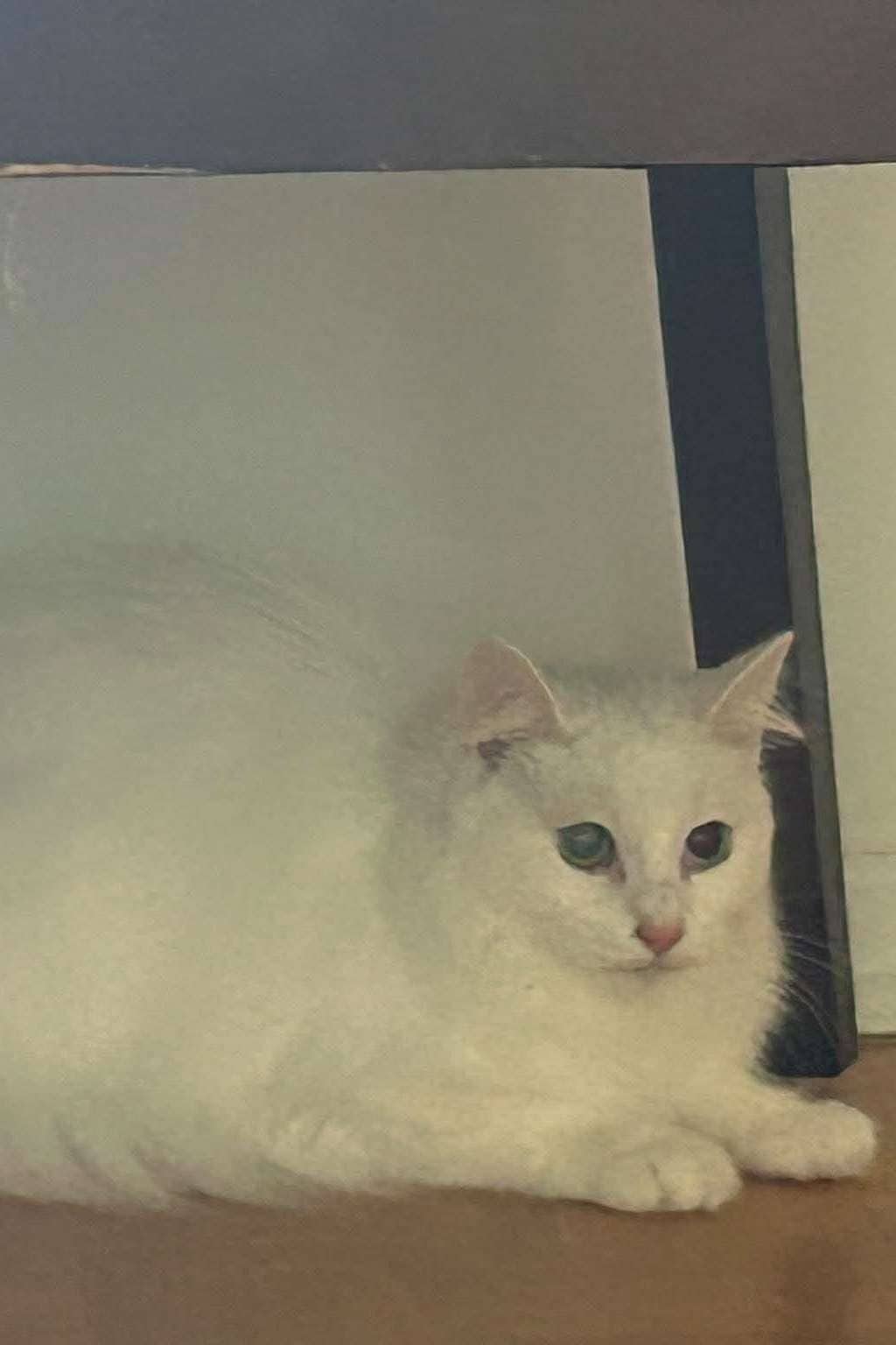 Lily - Domestic Shorthair cat available for adoption at Furry Tales Cat Rescue in Ottawa