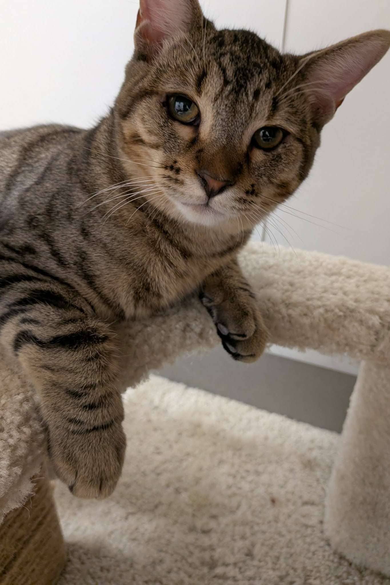 Mimo - Domestic Shorthair cat available for adoption in Ontario