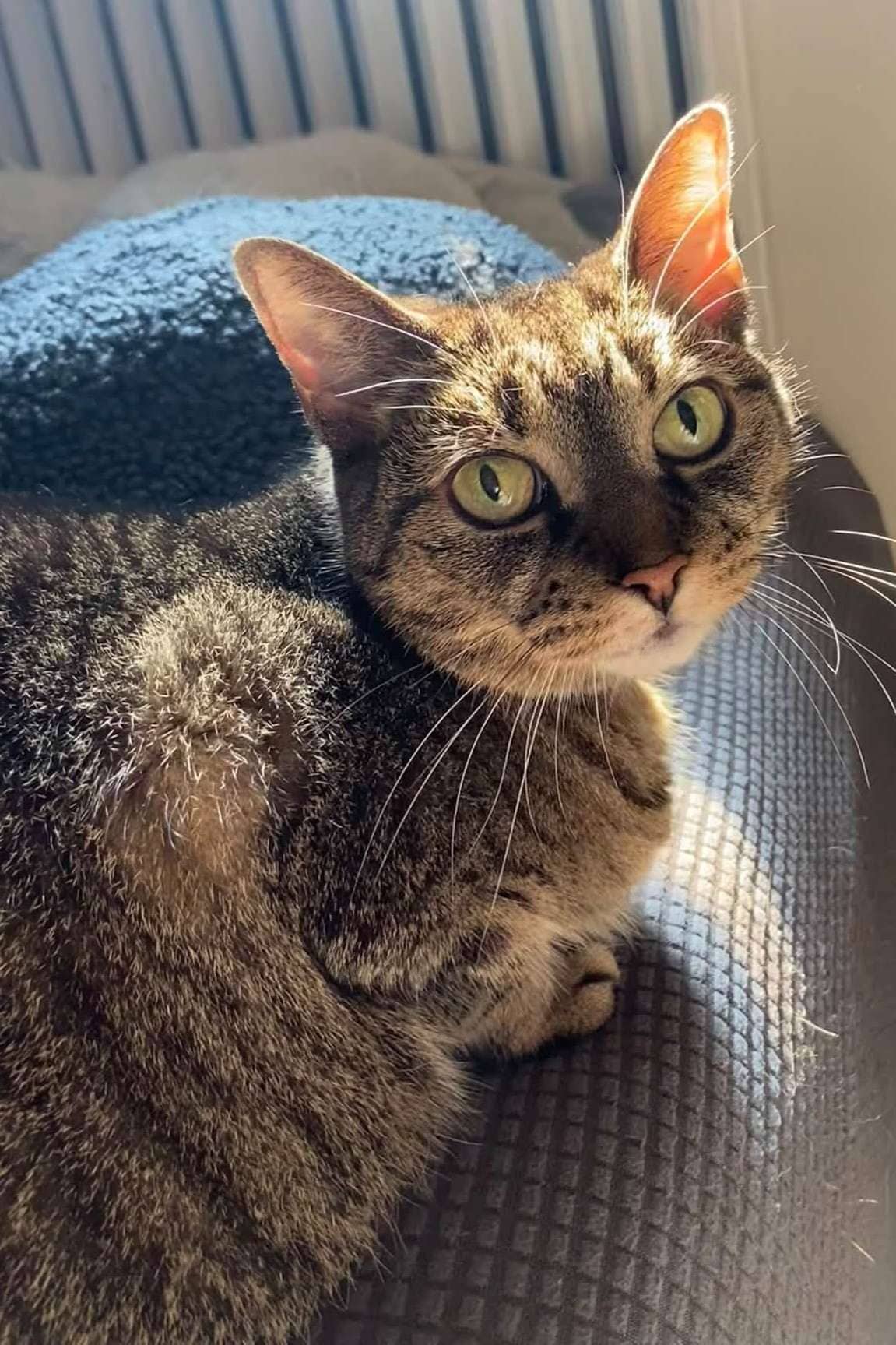 Isabelle - Domestic Shorthair cat available for adoption at Furry Tales Cat Rescue in Ottawa