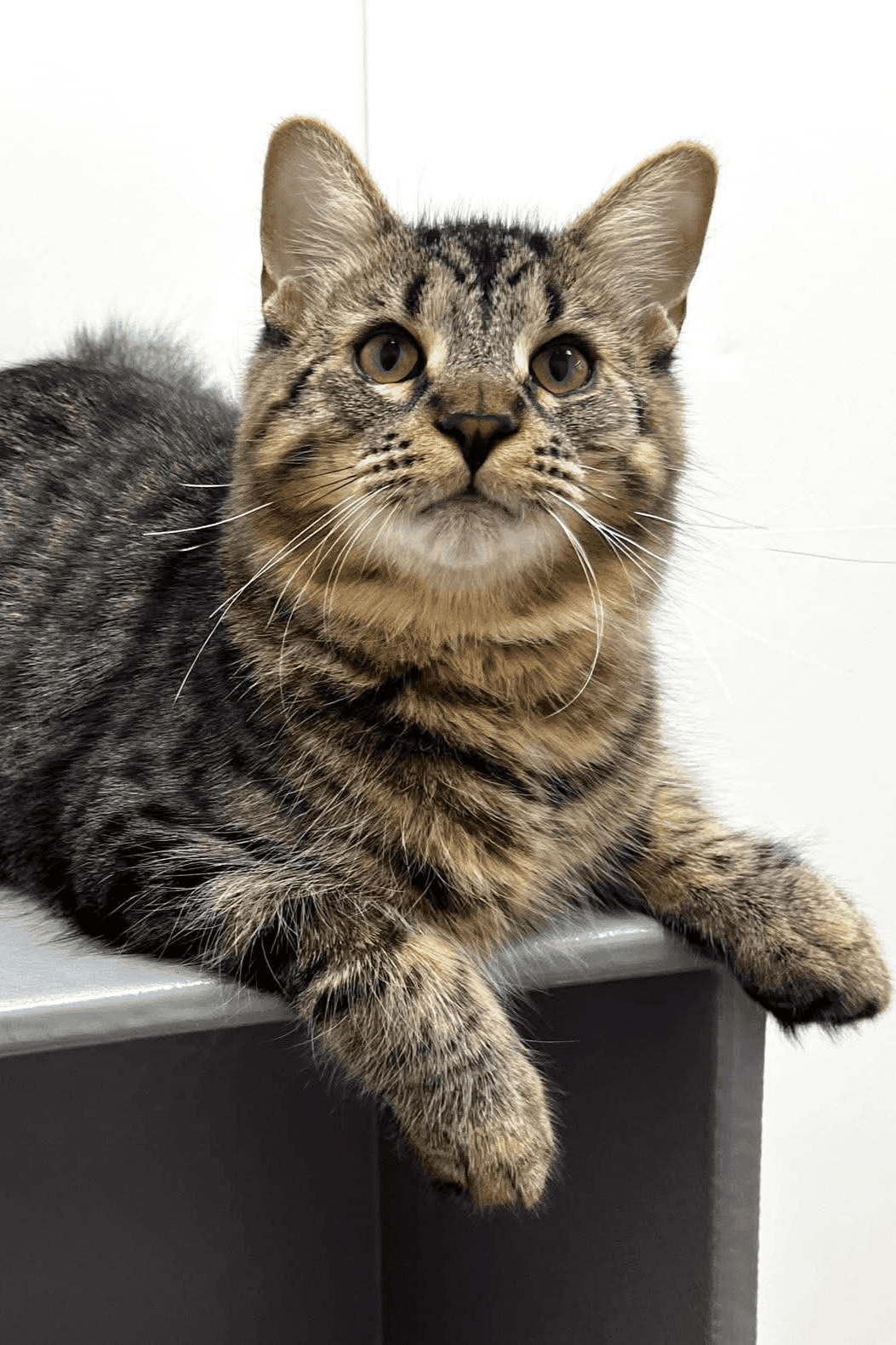 Micah - Domestic Shorthair available for adoption