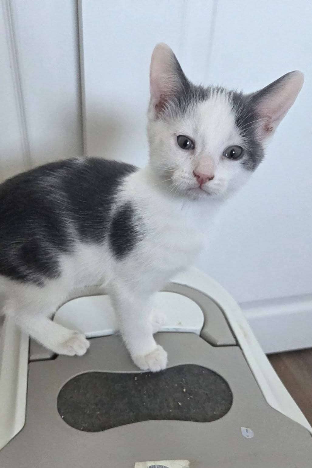 Skooma - Domestic Shorthair available for adoption