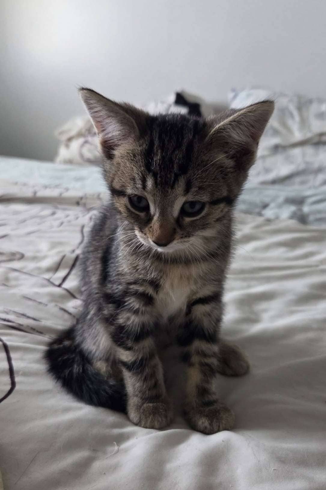 Moon - Domestic Shorthair cat available for adoption at Furry Tales Cat Rescue in Ottawa