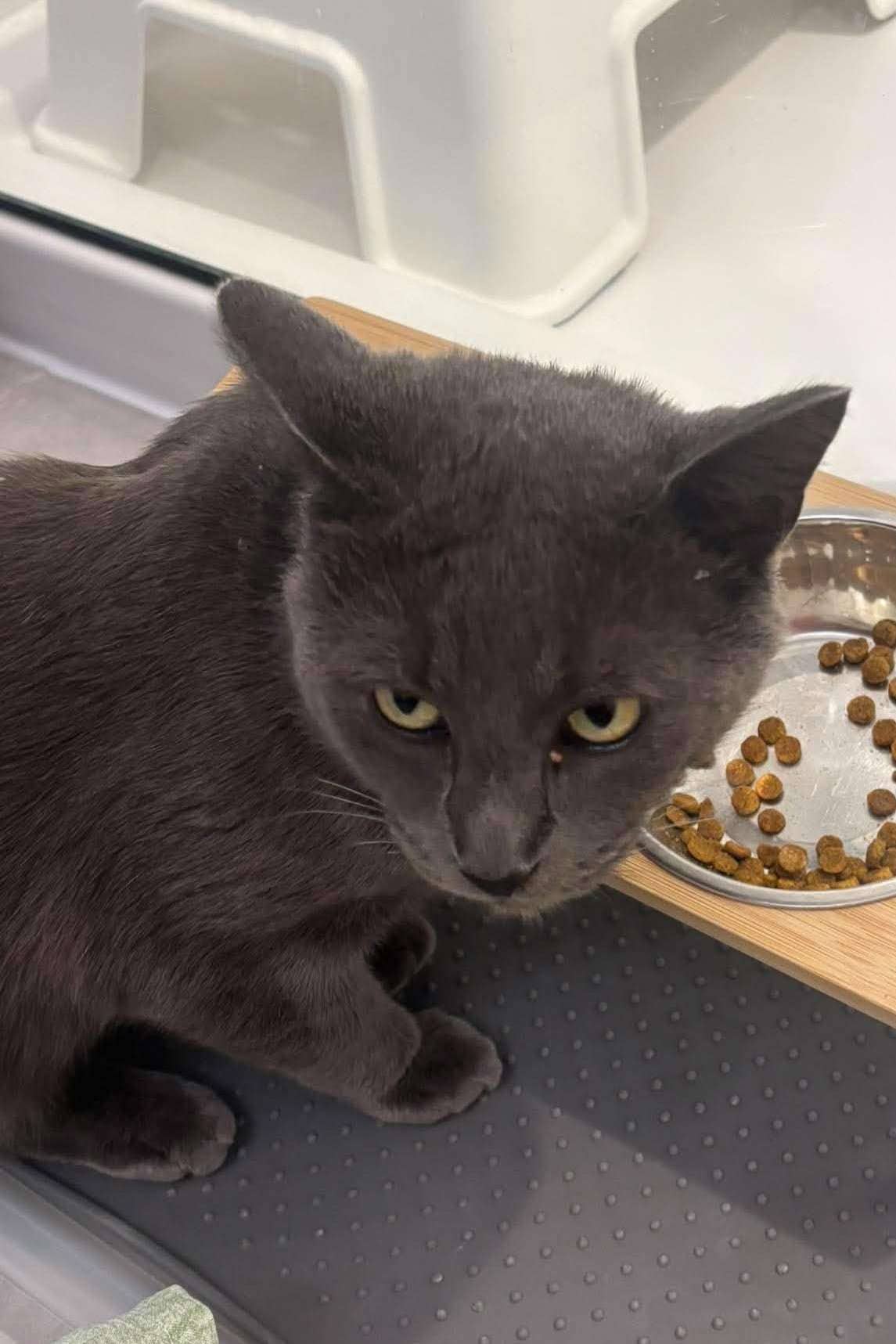 Cyril - Domestic Shorthair cat available for adoption at Furry Tales Cat Rescue in Ottawa