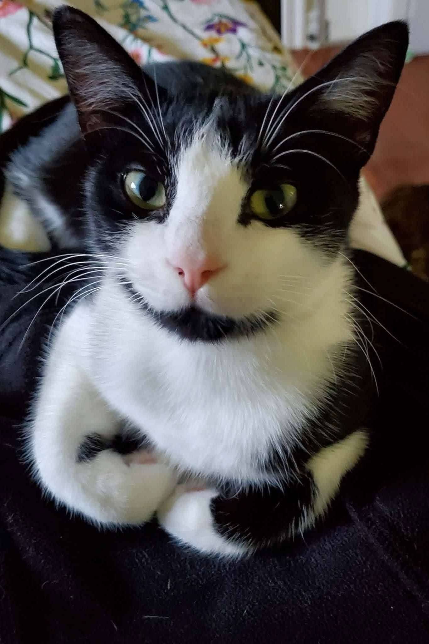 Hazelnut - Domestic Shorthair cat available for adoption at Furry Tales Cat Rescue in Ottawa