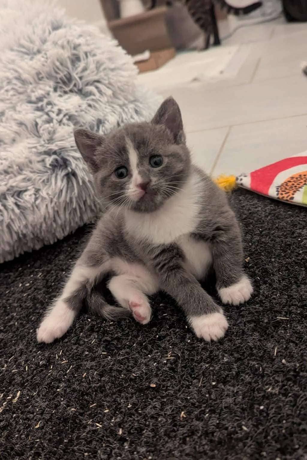 Fiadh - Domestic Shorthair cat available for adoption at Furry Tales Cat Rescue in Ottawa