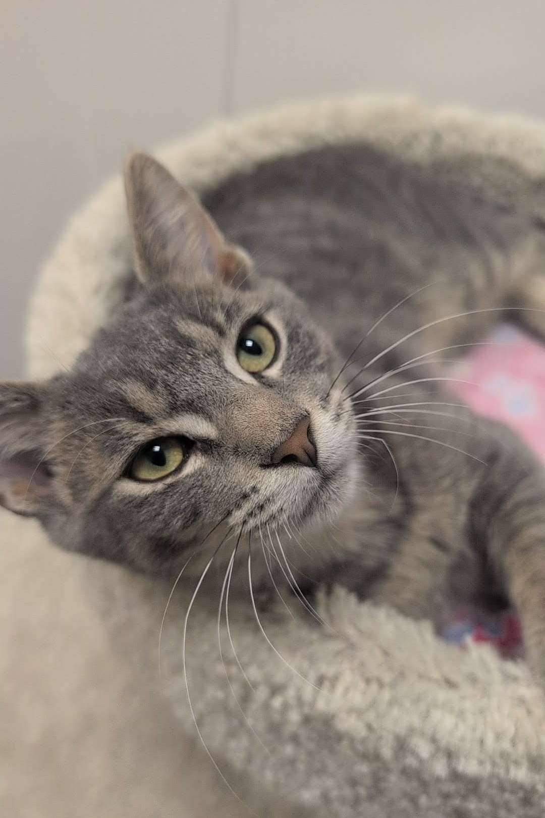 Wink - Domestic Shorthair cat available for adoption at Furry Tales Cat Rescue in Ottawa