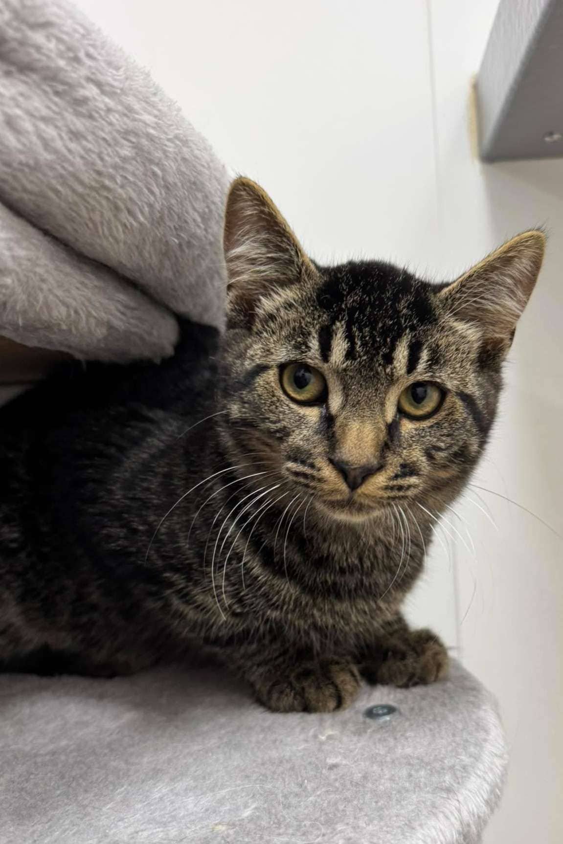 Fresca - Domestic Shorthair cat available for adoption at Furry Tales Cat Rescue in Ottawa