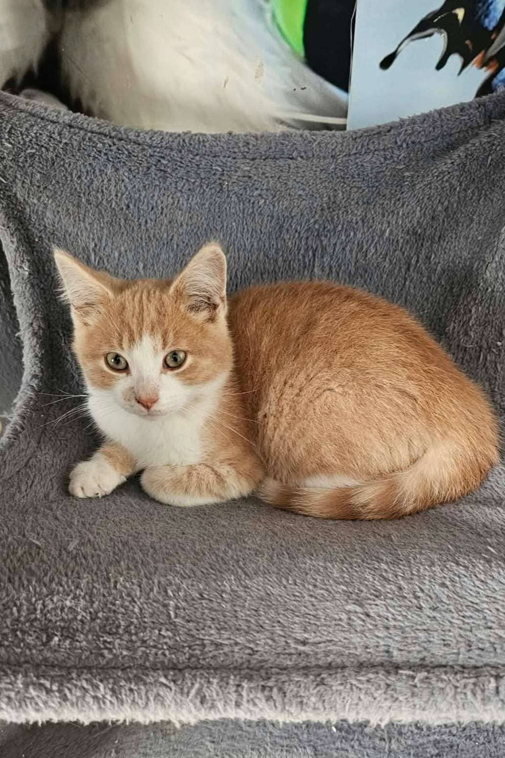 Redbull - Domestic Shorthair cat available for adoption at Furry Tales Cat Rescue in Ottawa