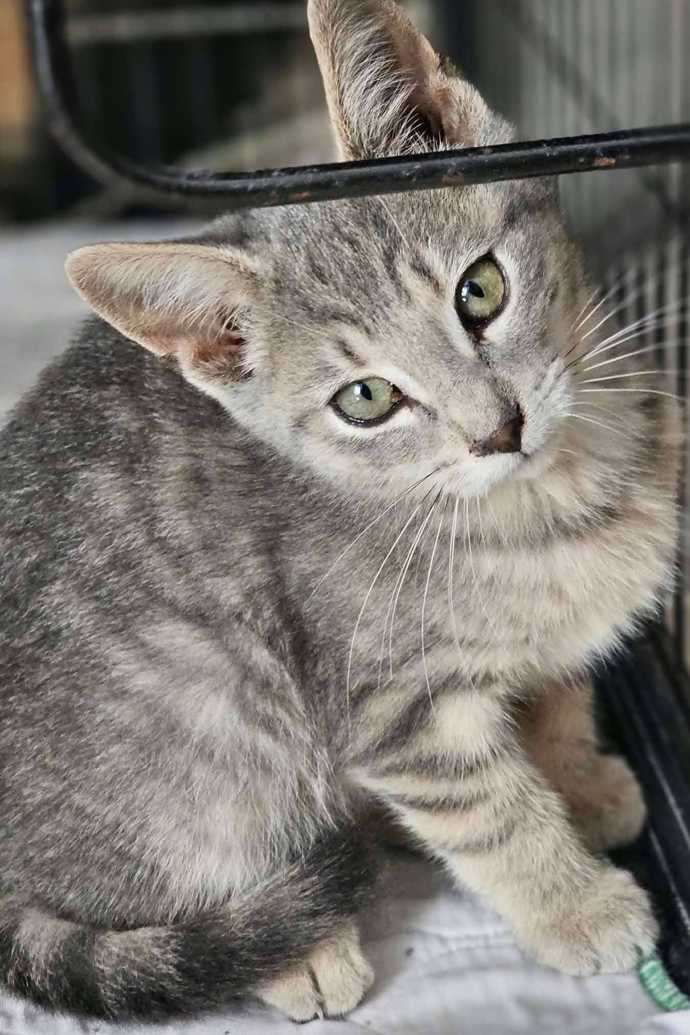 Rockstar - Domestic Shorthair cat available for adoption at Furry Tales Cat Rescue in Ottawa