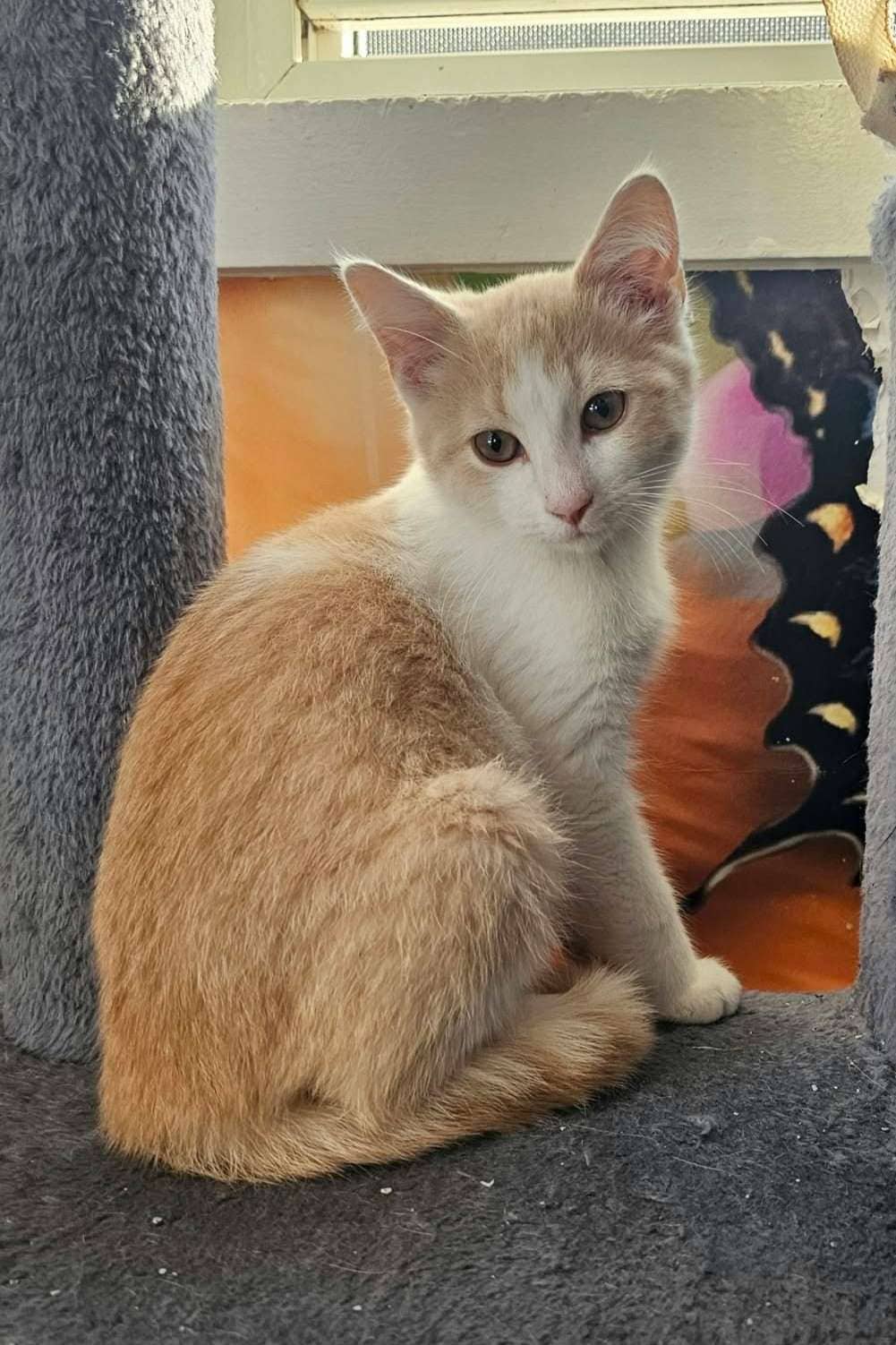 Alani - Domestic Shorthair cat available for adoption at Furry Tales Cat Rescue in Ottawa