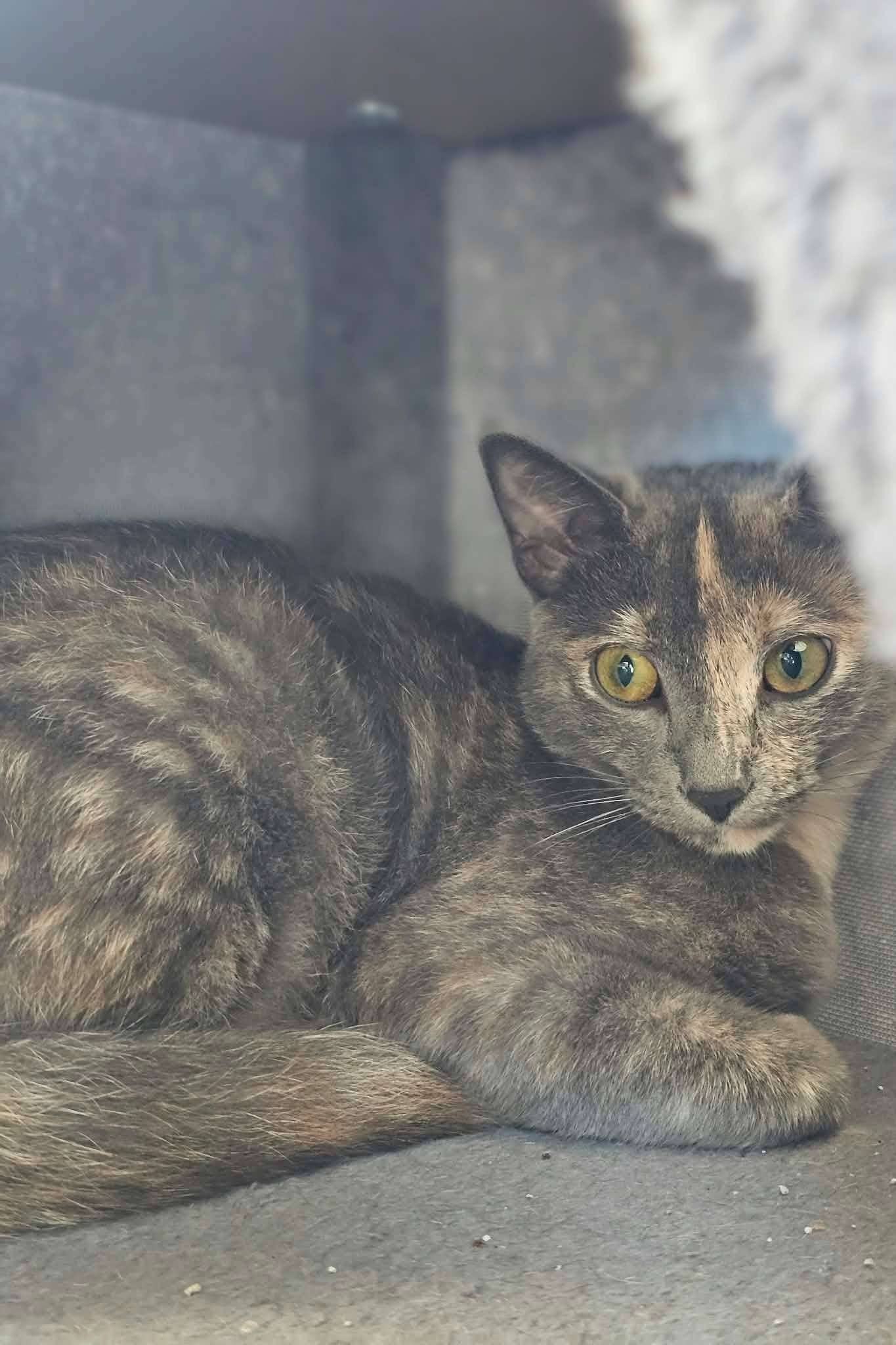 Remy - Domestic Shorthair cat available for adoption at Furry Tales Cat Rescue in Ottawa
