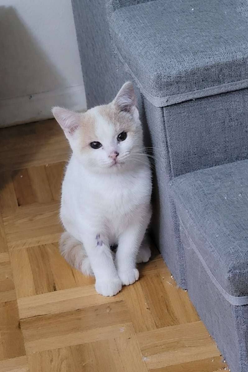 Jigpaw - Domestic Shorthair cat available for adoption at Furry Tales Cat Rescue in Ottawa