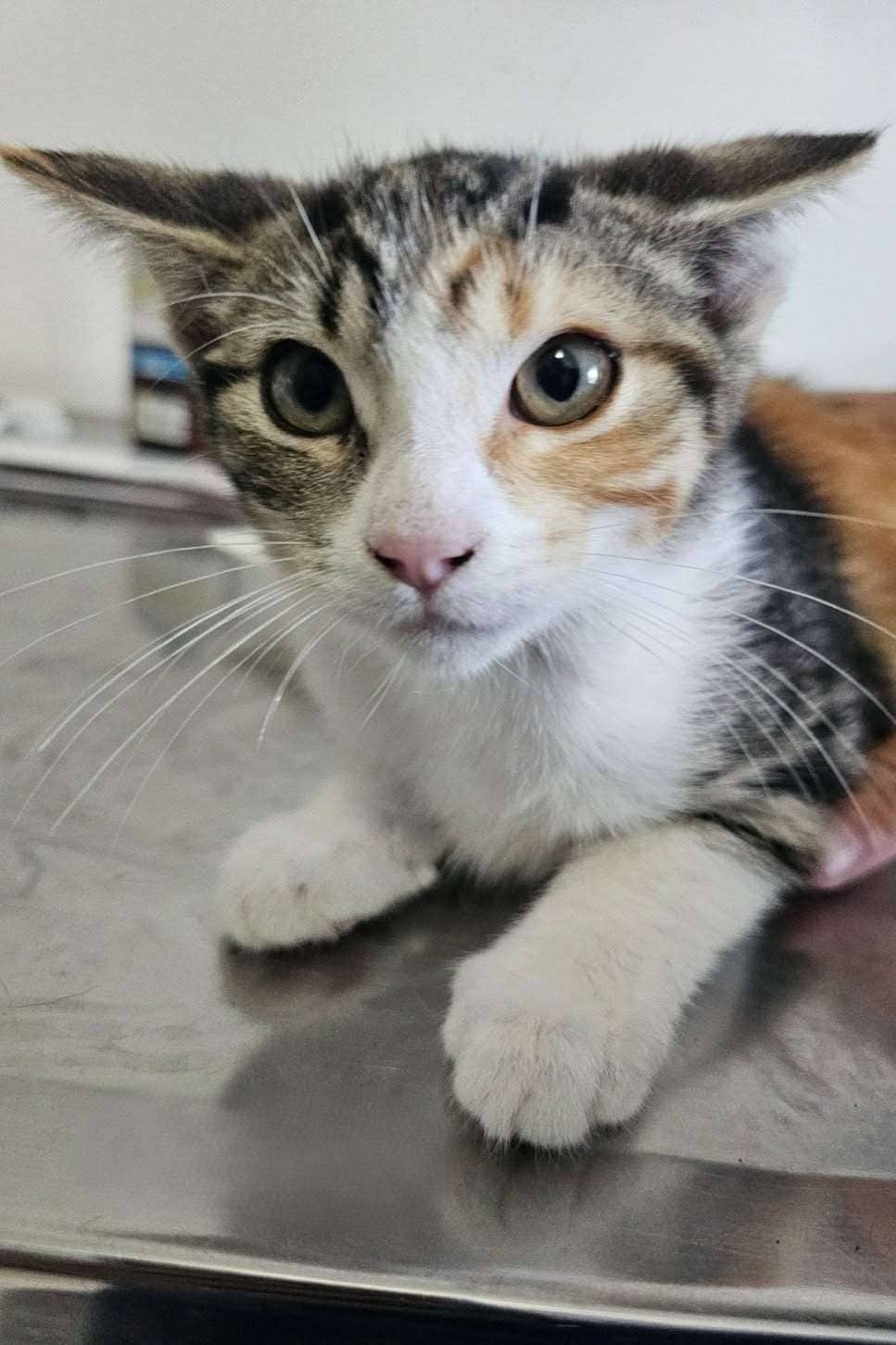 Broccoli - Domestic Shorthair available for adoption