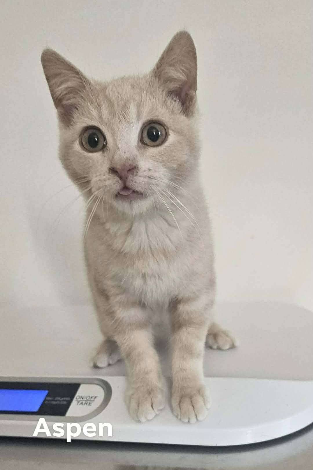 Aspen - Domestic Shorthair available for adoption